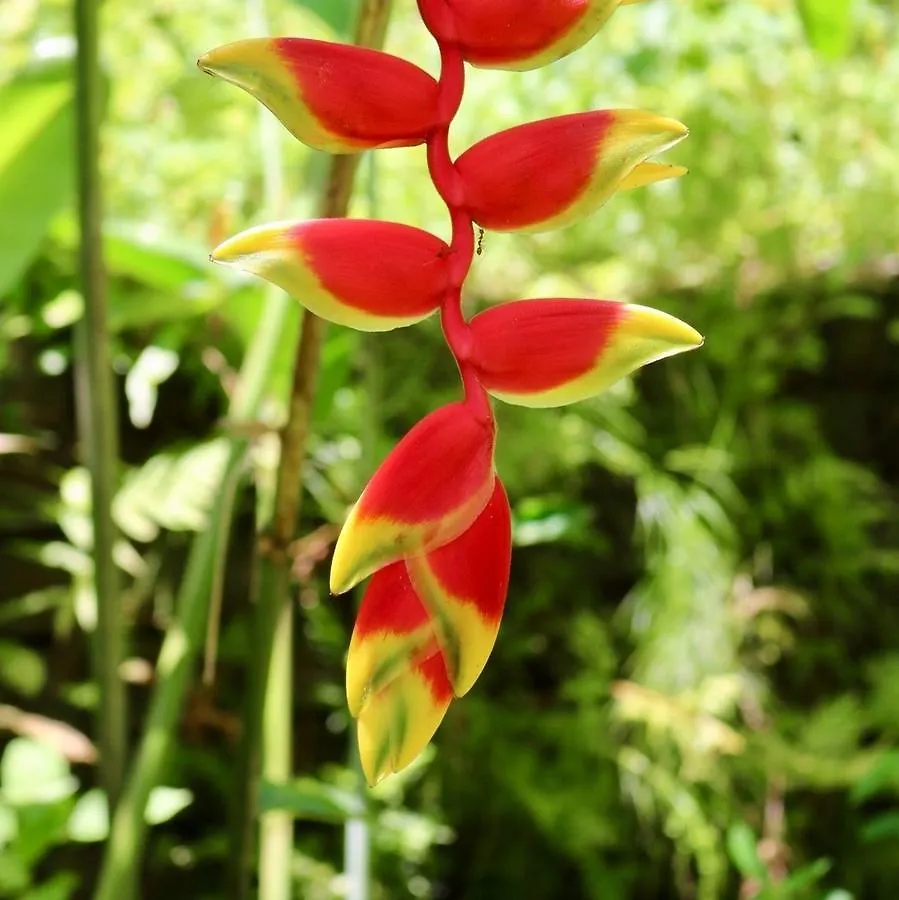 شقة Villa Heliconia ميناء دوغلاس أستراليا